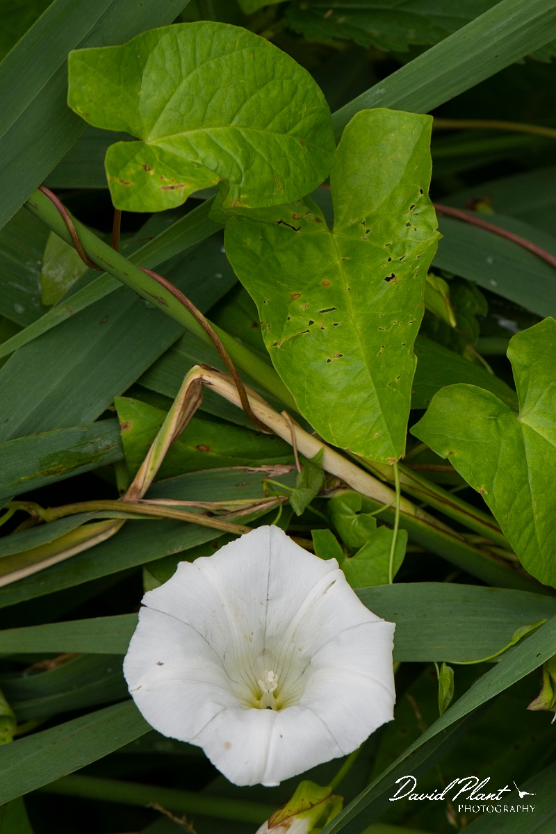 David Plant Photography - Wildlife Photography - Hedge bindweed - C.JPG - Hedge bindweed - Cambridgeshire