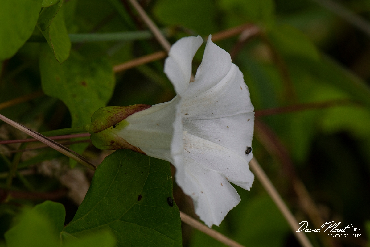 David Plant Photography - Wildlife Photography - Hedge bindweed - D.JPG - Hedge bindweed - Cambridgeshire
