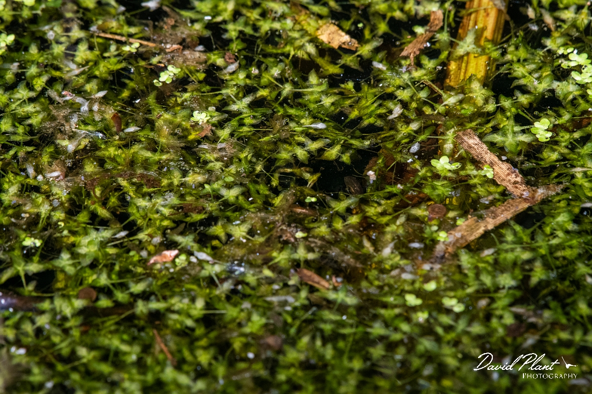 David Plant Photography - Wildlife Photography - Ivy-leaved duckweed - A.JPG - Ivy-leaved duckweed - Cambridgeshire