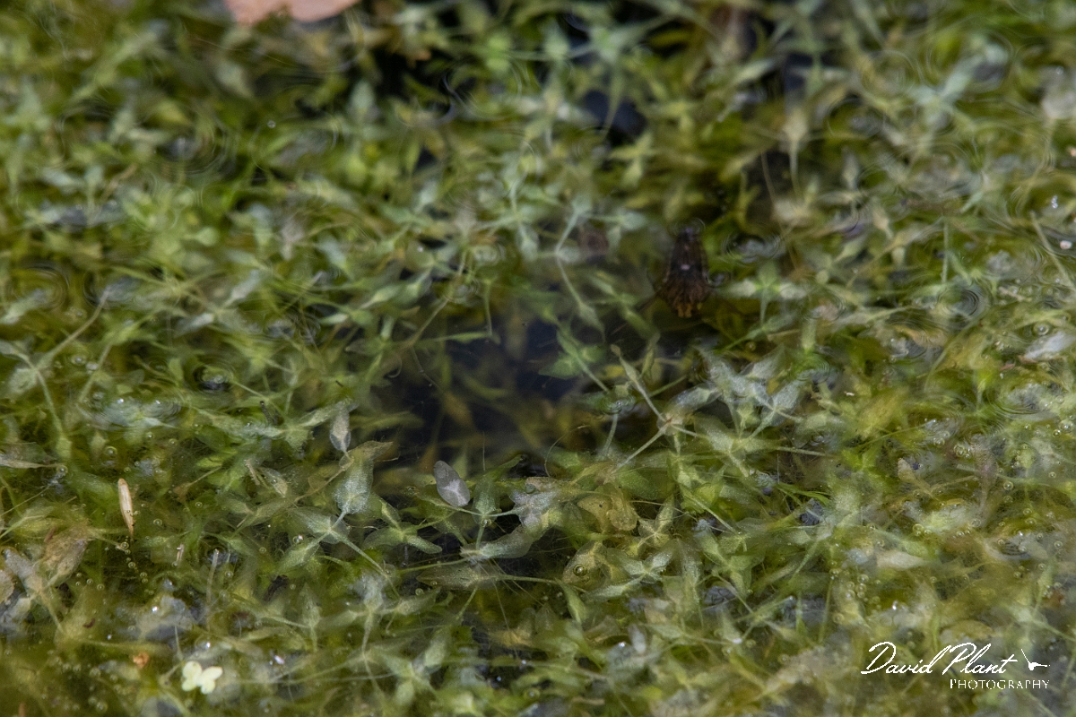 David Plant Photography - Wildlife Photography - Ivy-leaved duckweed - B.JPG - Ivy-leaved duckweed - Cambridgeshire