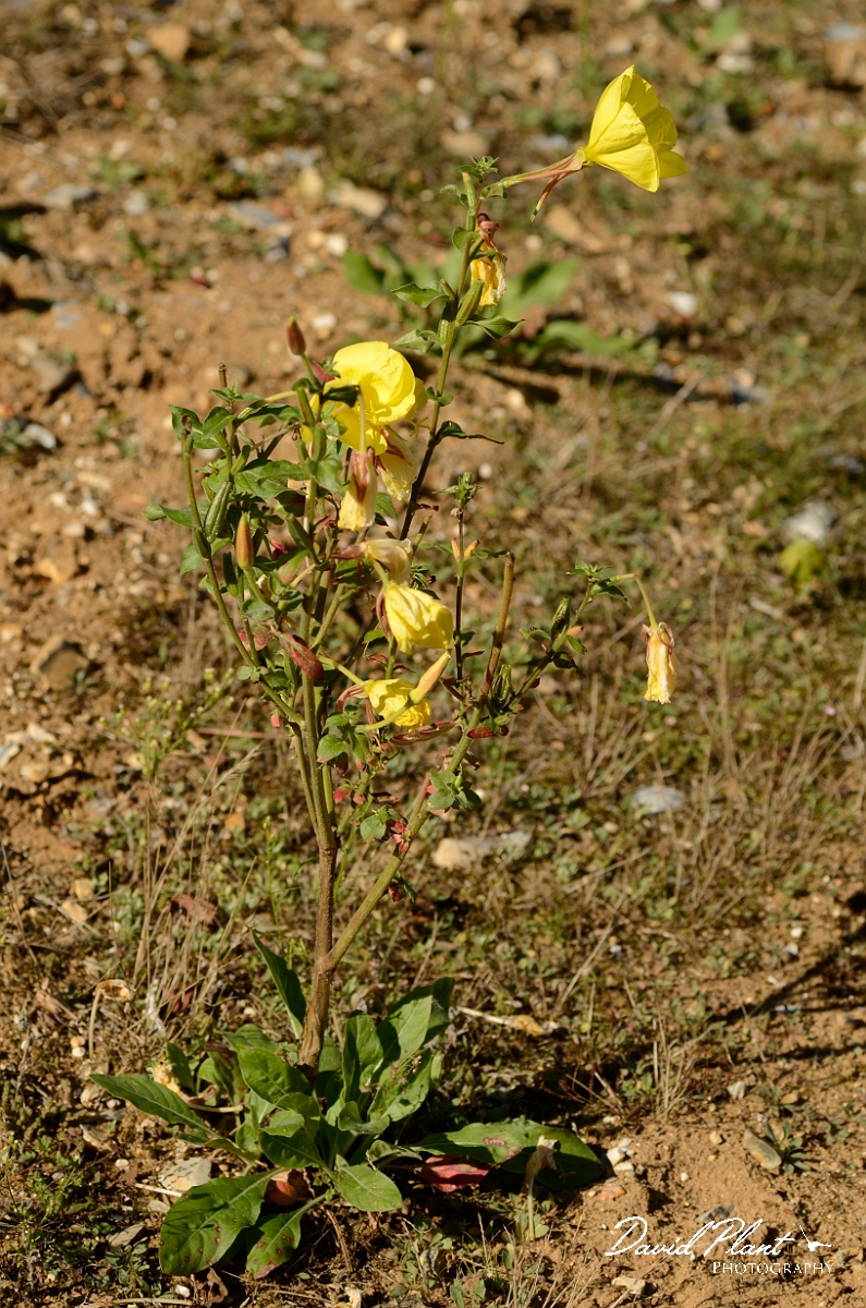 David Plant Photography - Wildlife Photography - Large-flowered evening-primrose - A.jpg - Large-flowered evening-primrose - Suffolk