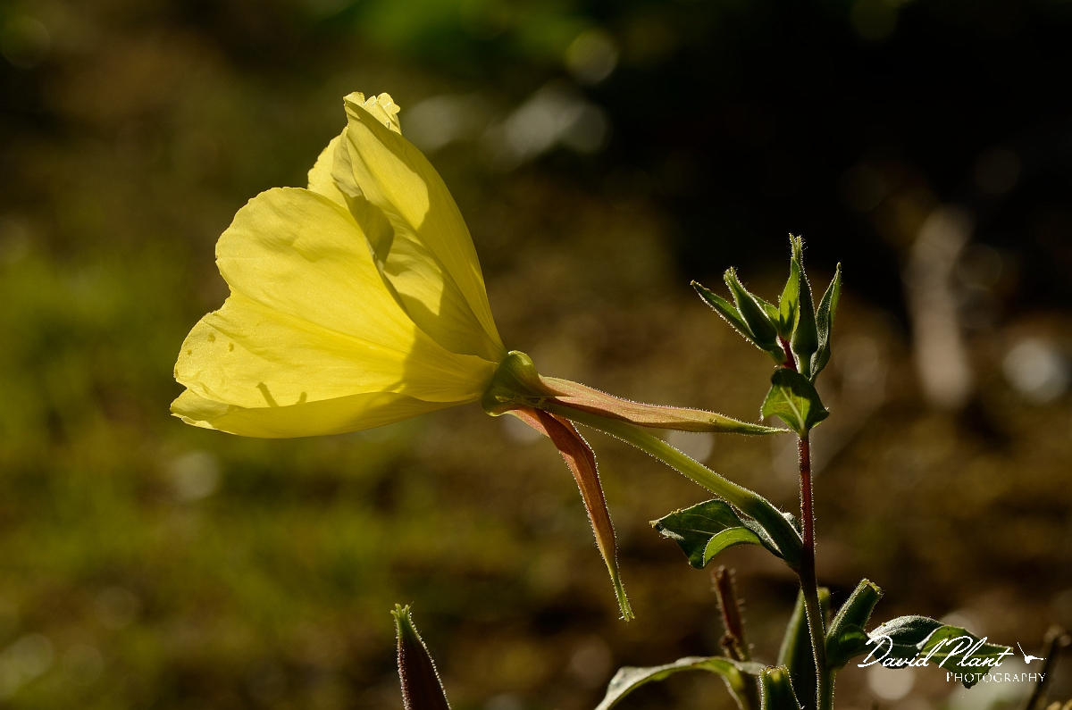 David Plant Photography - Wildlife Photography - Large-flowered evening-primrose - B.jpg - Large-flowered evening-primrose flower - Suffolk