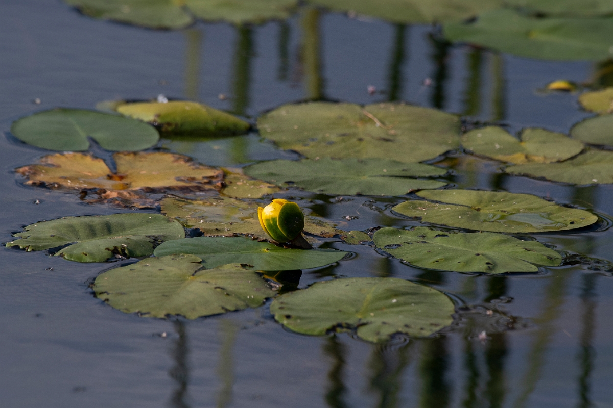 David Plant Photography - Wildlife Photography - Least water-lily - A.JPG - Least water-lily - Highlands