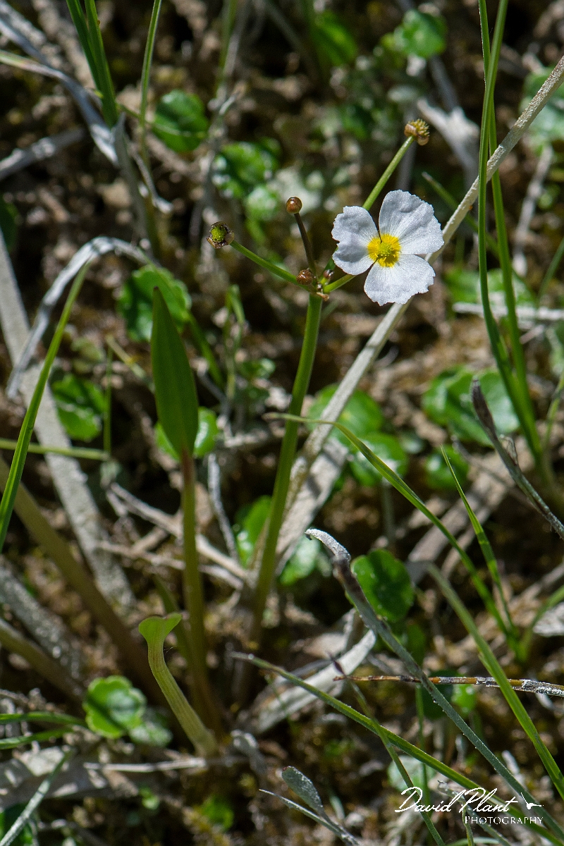 David Plant Photography - Wildlife Photography - Lesser water-plantain - A.JPG - Lesser water-plantain - Bridgend