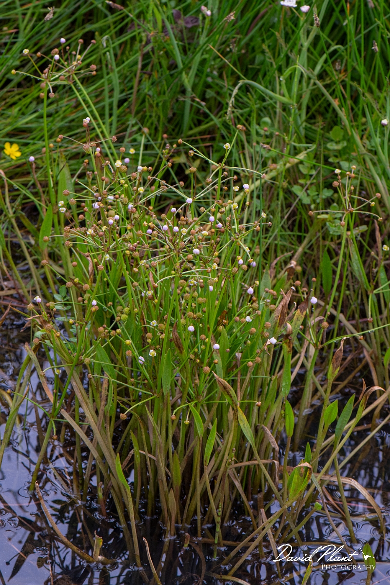 David Plant Photography - Wildlife Photography - Lesser water-plantain - B.JPG - Lesser water-plantain - Bridgend