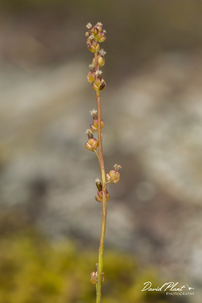 David Plant Photography - Wildlife Photography - Marsh arrowgrass - A.jpg - Marsh arrowgrass - Perthshire