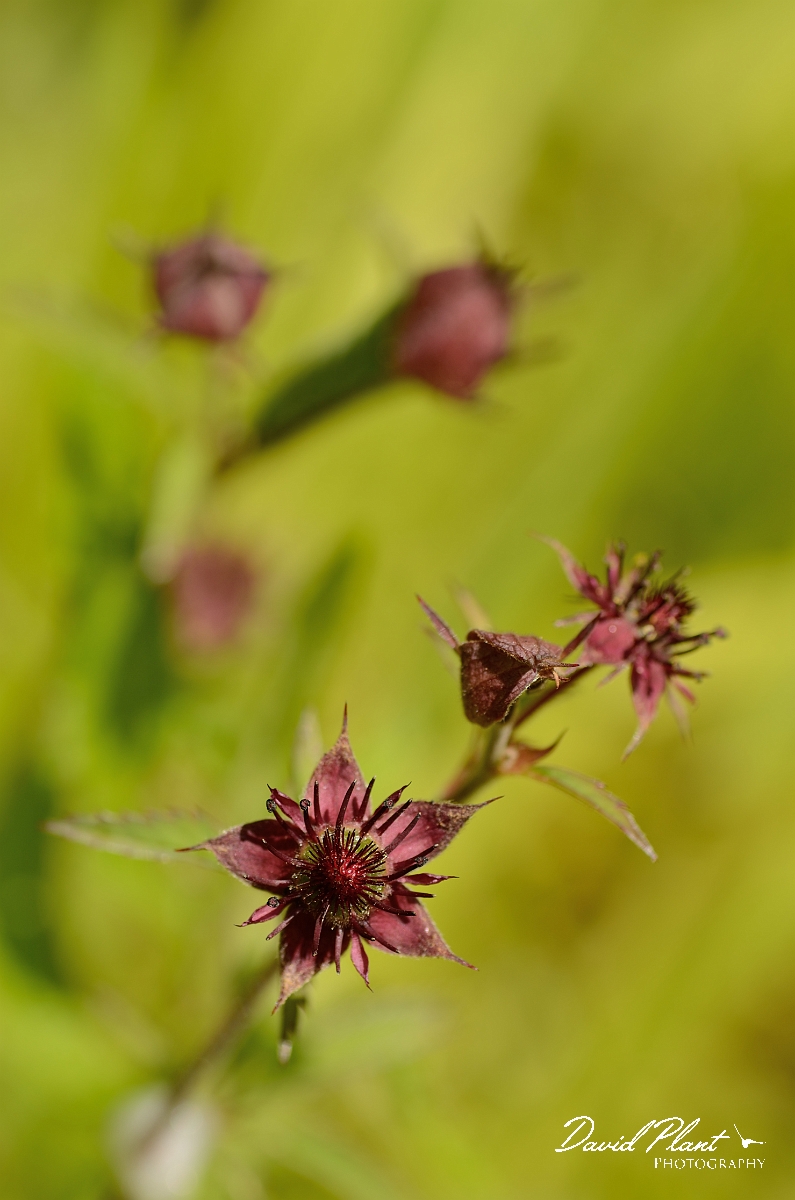 David Plant Photography - Wildlife Photography - Marsh cinquefoil - A.jpg - Marsh cinquefoil plant - Cotswolds