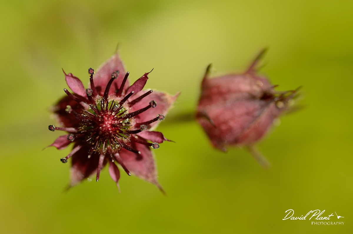 David Plant Photography - Wildlife Photography - Marsh cinquefoil - B.jpg - Marsh cinquefoil flower - Cotswolds