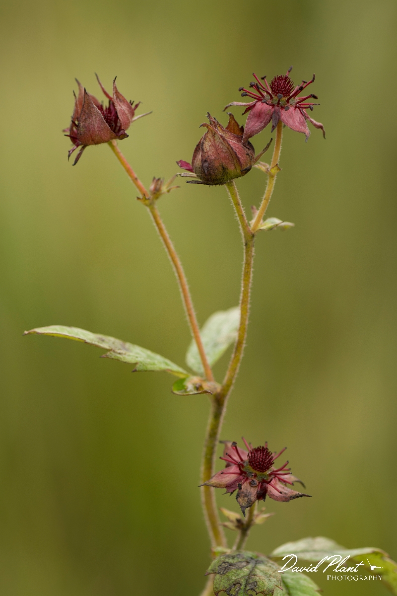 David Plant Photography - Wildlife Photography - Marsh cinquefoil - C.jpg - Marsh cinquefoil - Ayrshire