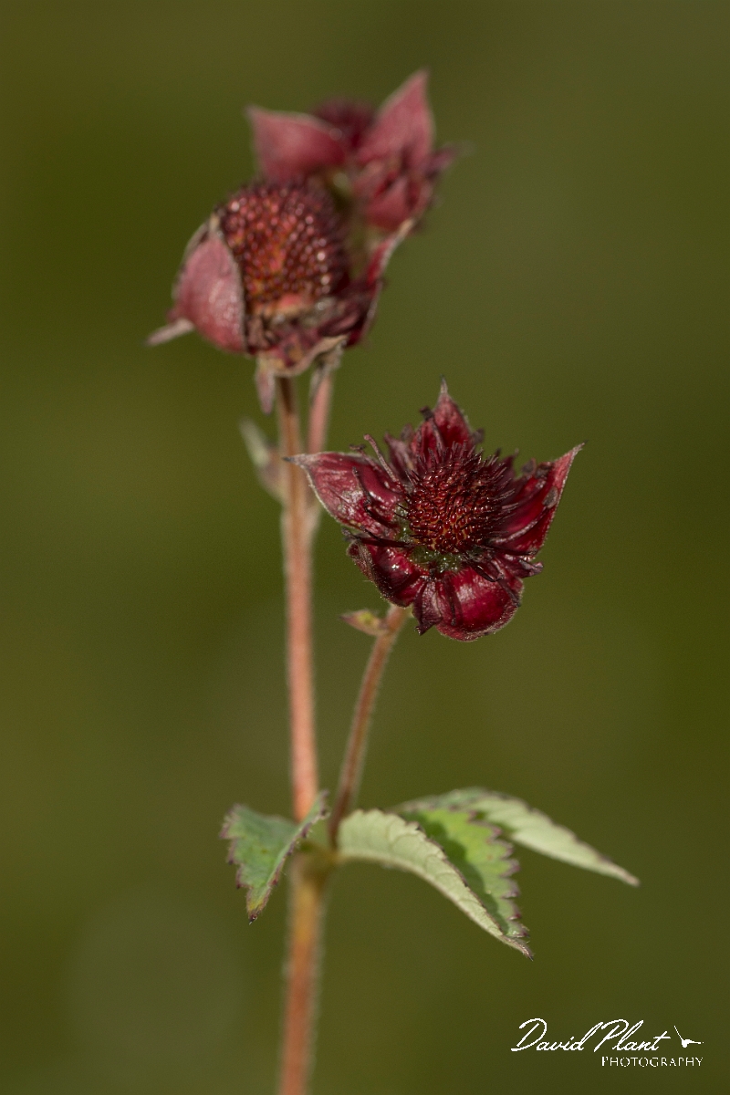 David Plant Photography - Wildlife Photography - Marsh cinquefoil - DC.jpg - Marsh cinquefoil - Ayrshire