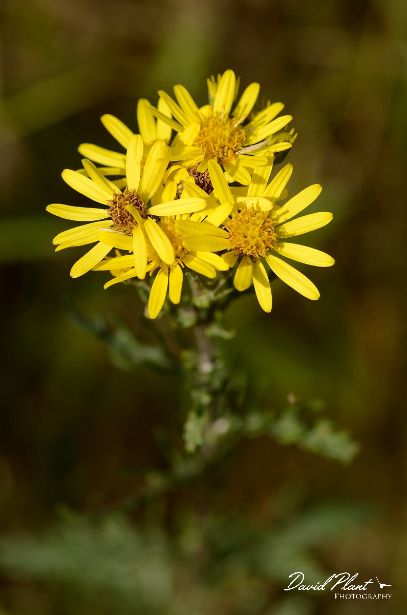 David Plant Photography - Wildlife Photography - Marsh ragwort - A.jpg - Marsh ragwort - Bedfordshire