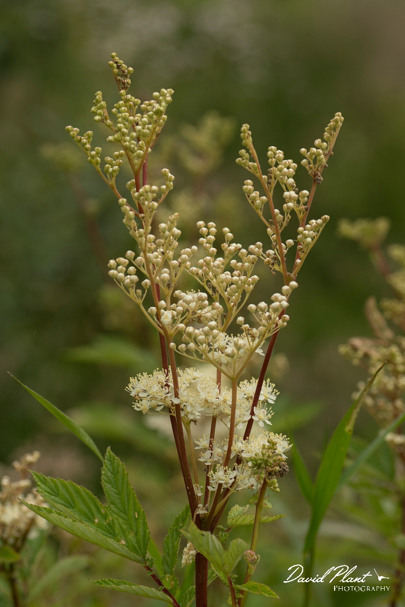 David Plant Photography - Wildlife Photography - Meadowsweet - A.jpg - Meadowsweet - Ayrshire