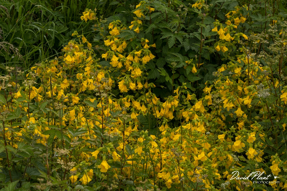 David Plant Photography - Wildlife Photography - Monkey flower - A.jpg - Monkey flower - Sutherland