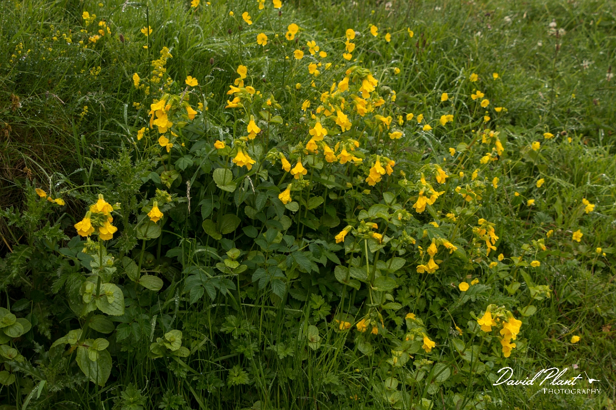 David Plant Photography - Wildlife Photography - Monkey flower - B.jpg - Monkey flower - Sutherland