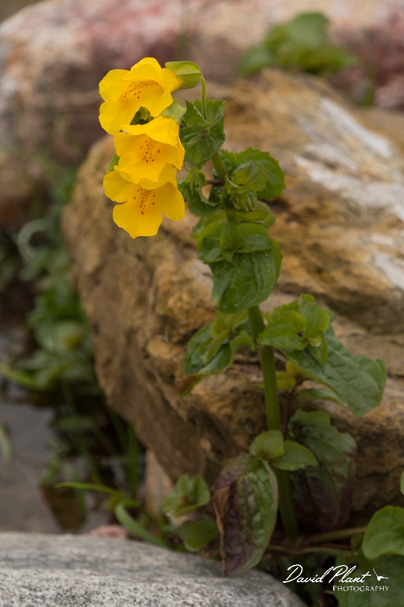 David Plant Photography - Wildlife Photography - Monkey flower - C.jpg - Monkey flower - Sutherland