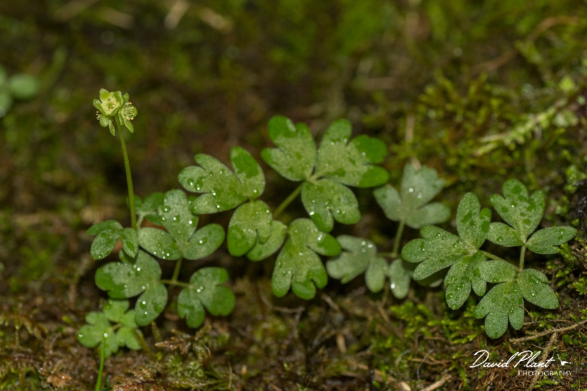 David Plant Photography - Wildlife Photography - Moshcatel - A.jpg - Moshcatel - Perthshire