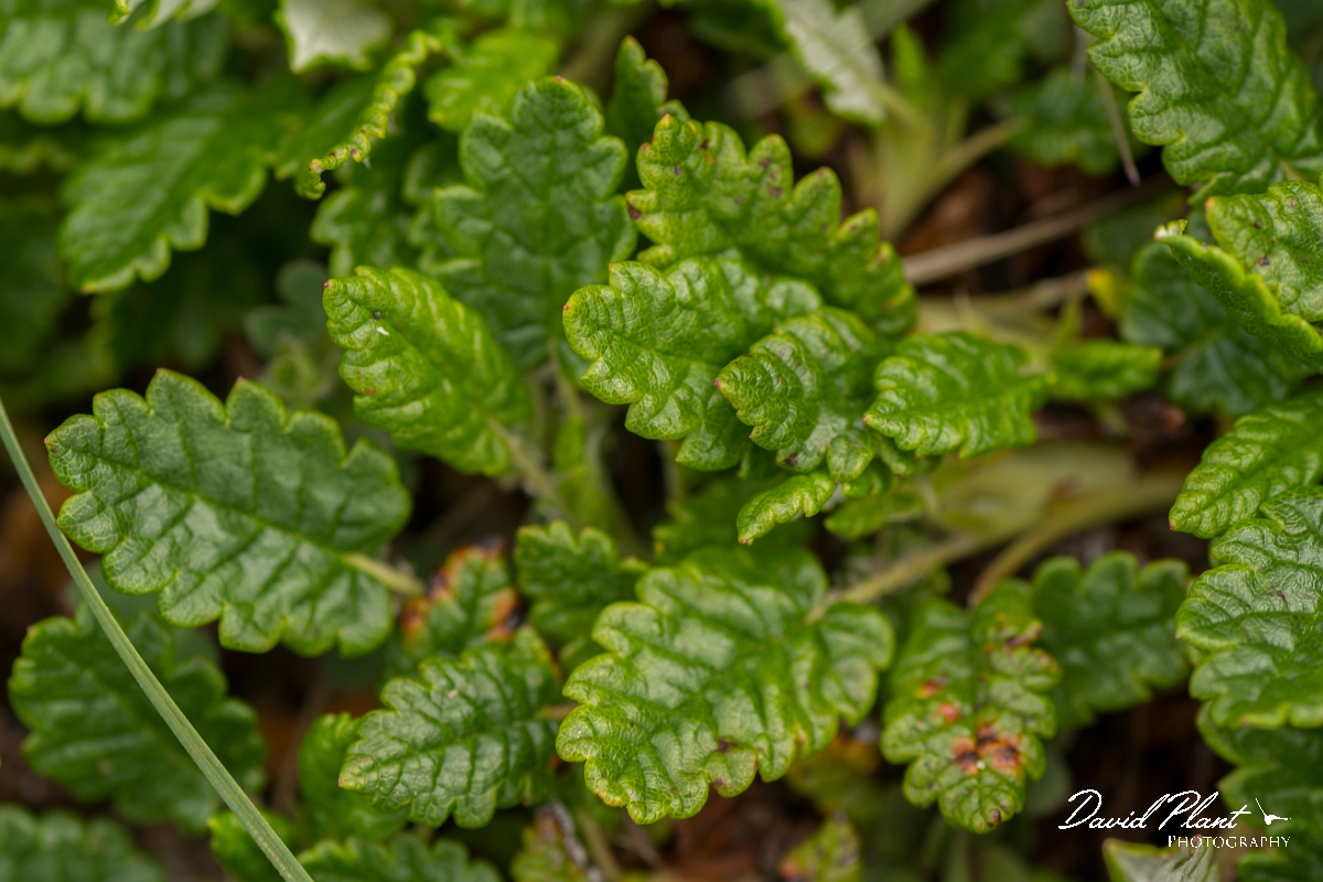 David Plant Photography - Wildlife Photography - Mountain avens - B.jpg - Mountain avens leaves - Sutherland