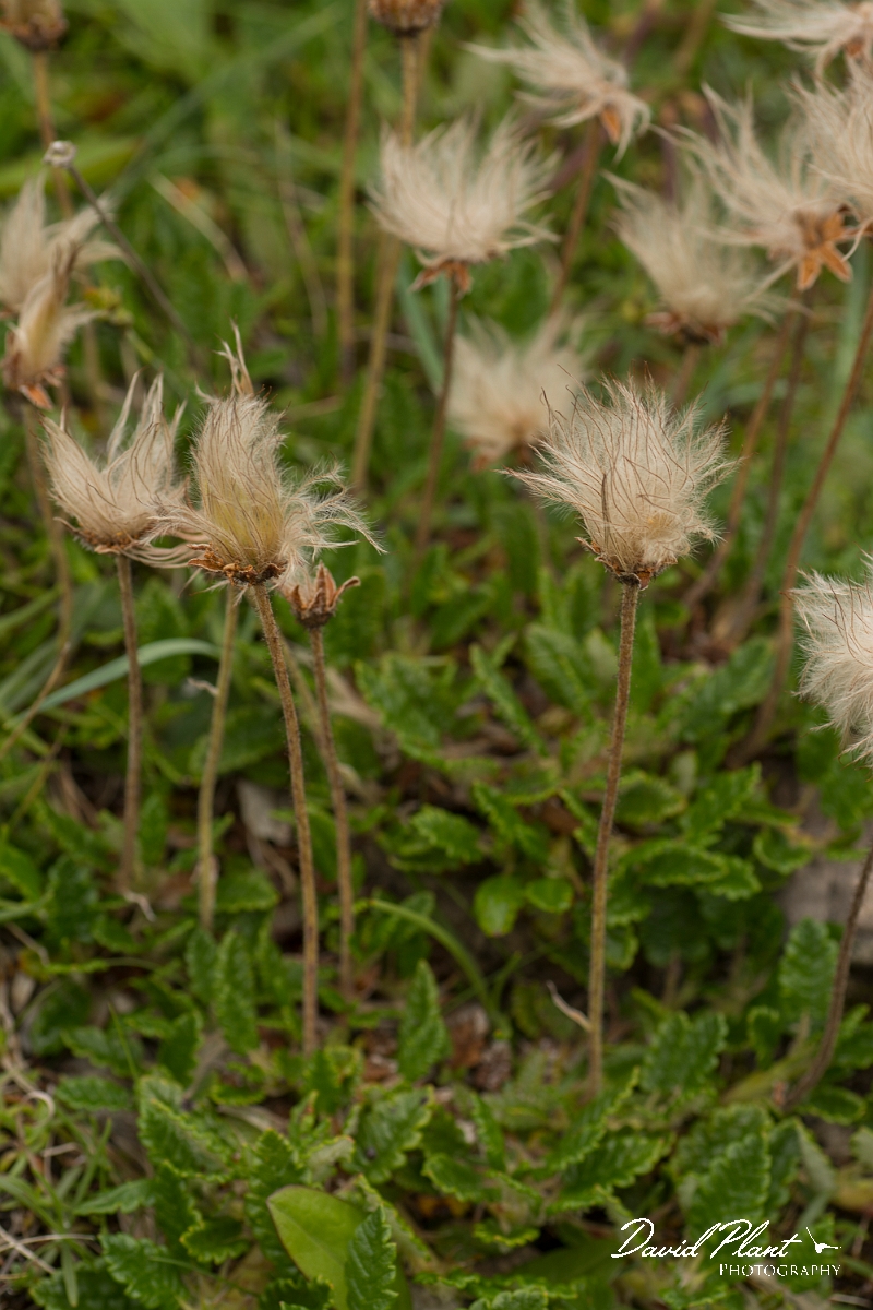David Plant Photography - Wildlife Photography - Mountain avens - C.jpg - Mountain avens - Sutherland