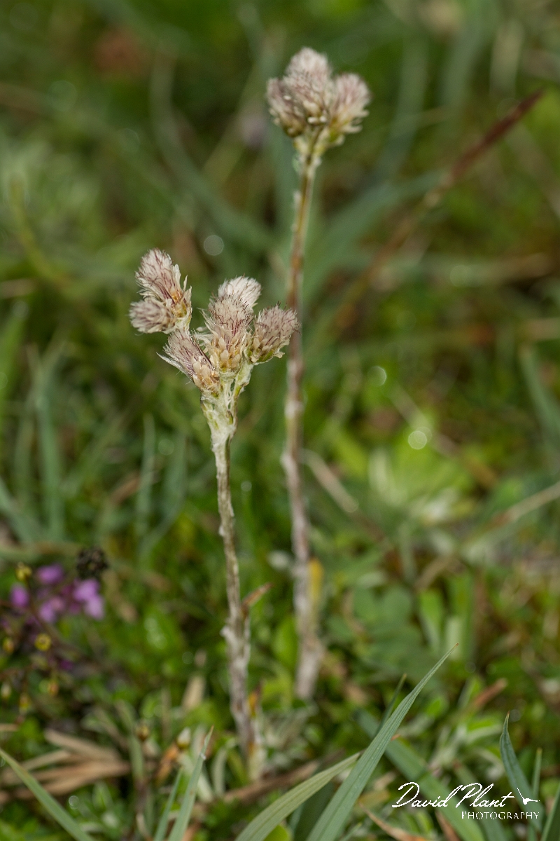 David Plant Photography - Wildlife Photography - Mountain everlasting - A.jpg - Mountain everlasting - Caithness