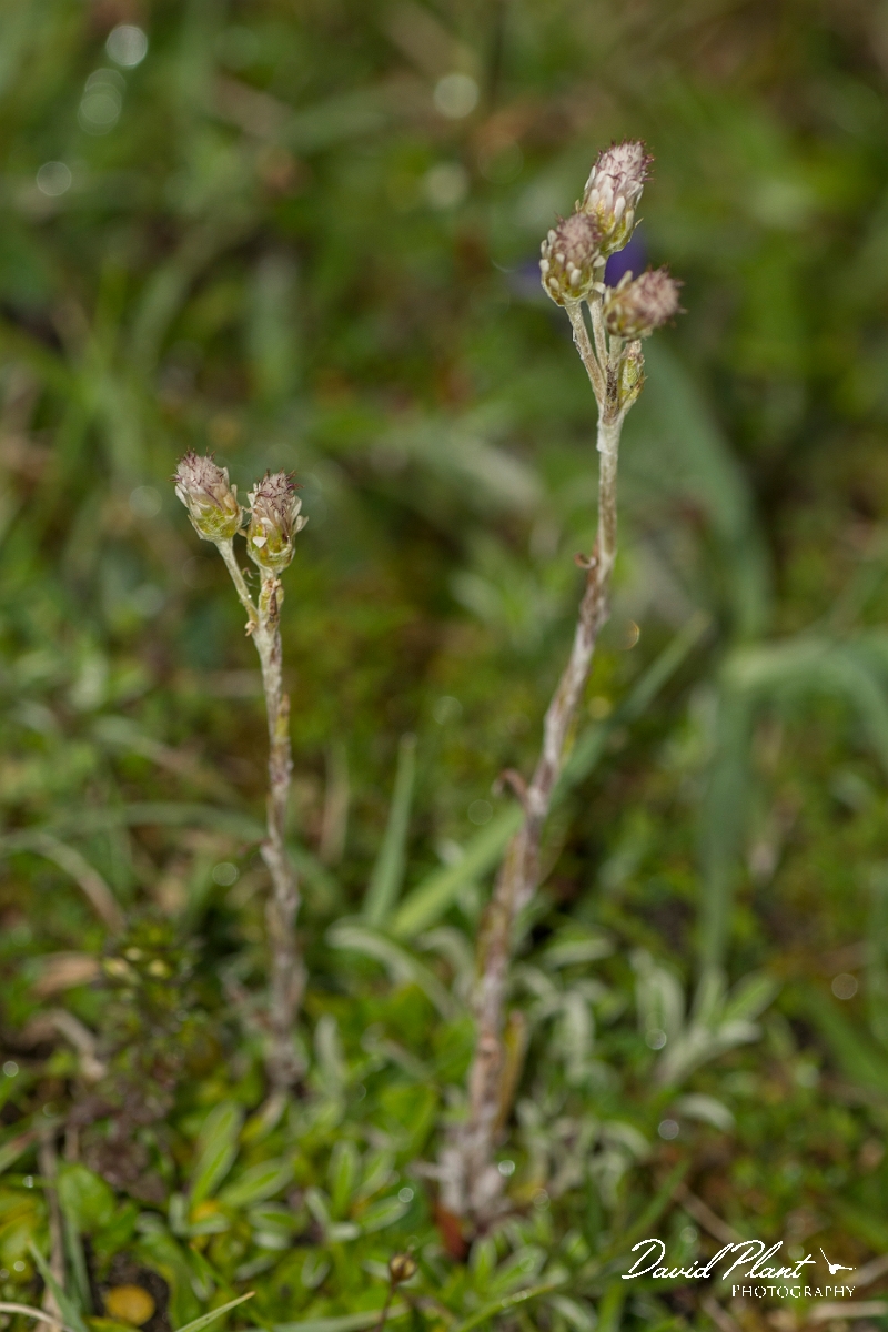 David Plant Photography - Wildlife Photography - Mountain everlasting - B.jpg - Mountain everlasting - Caithness