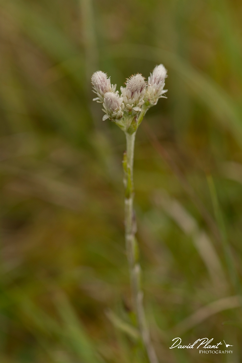 David Plant Photography - Wildlife Photography - Mountain everlasting - C.jpg - Mountain everlasting - Sutherland
