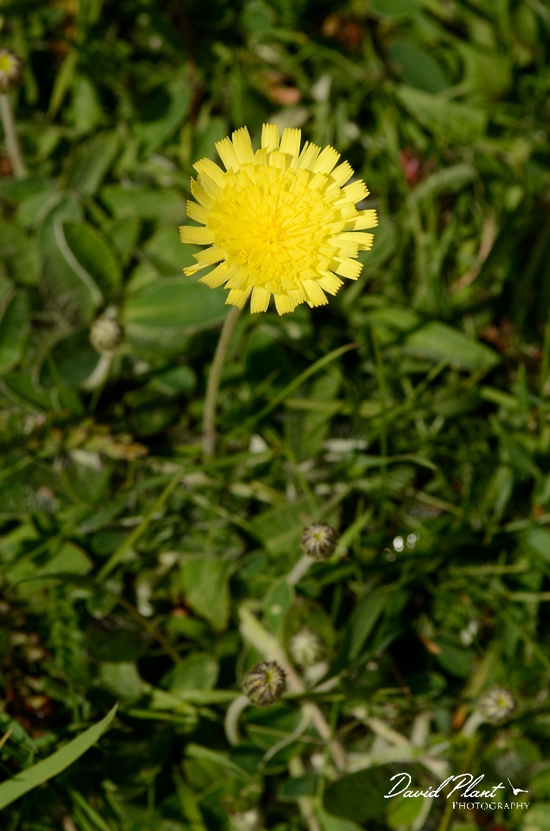 David Plant Photography - Wildlife Photography - Mouse-ear hawkweed - A.jpg - Mouse-ear hawkweed - Norfolk