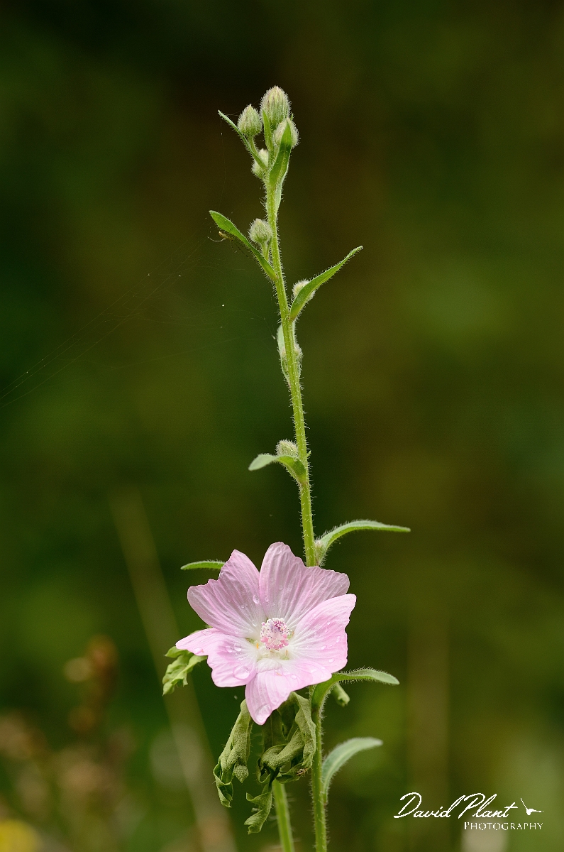 David Plant Photography - Wildlife Photography - Musk mallow - A.jpg - Musk mallow flower - Cambridgeshire