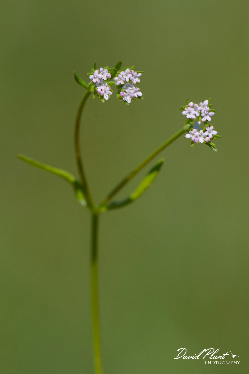 David Plant Photography - Wildlife Photography - Narrow-fruited cornsalad - A.JPG - Narrow-fruited cornsalad - Somerset