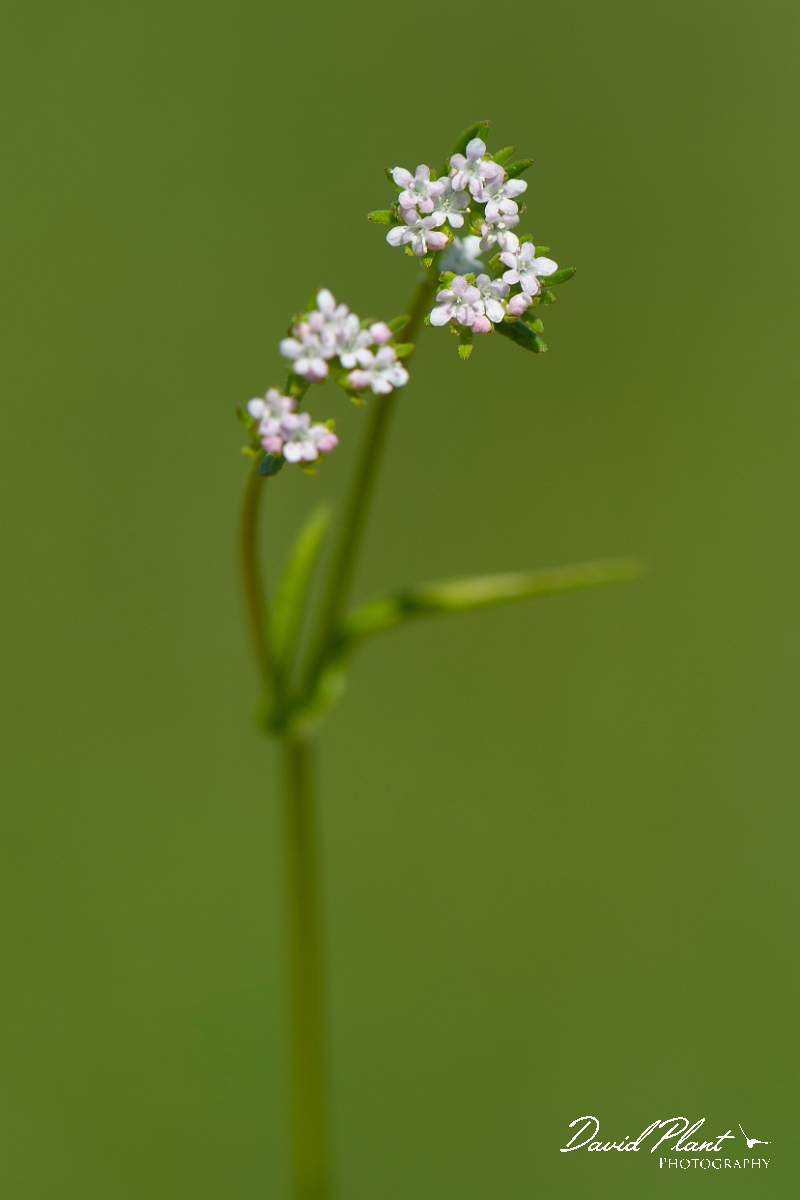 David Plant Photography - Wildlife Photography - Narrow-fruited cornsalad - B.JPG - Narrow-fruited cornsalad - Somerset