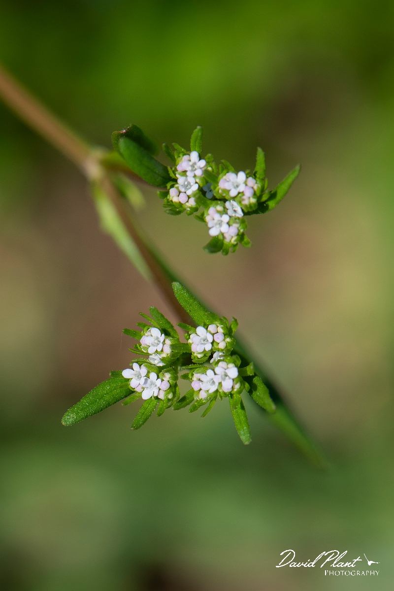 David Plant Photography - Wildlife Photography - Narrow-fruited cornsalad - C.JPG - Narrow-fruited cornsalad - Somerset