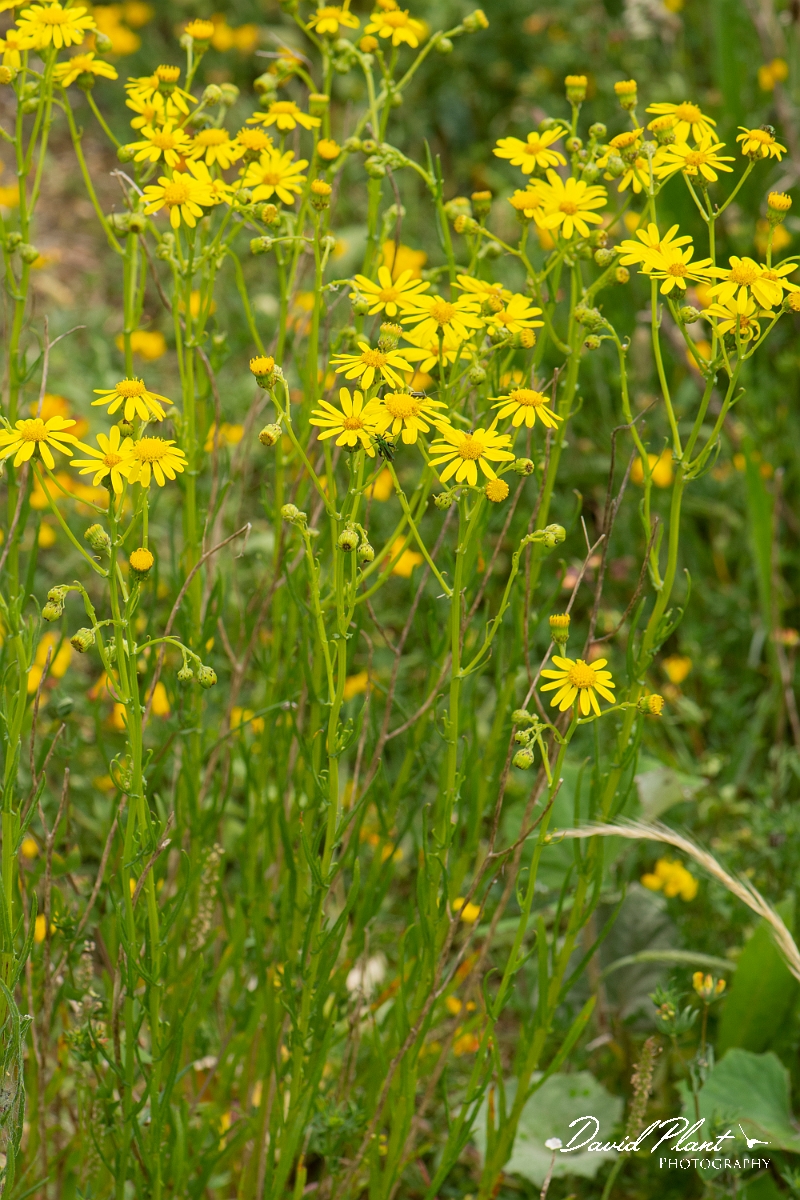 David Plant Photography - Wildlife Photography - Narrow-leaved ragwort - A.jpg - Narrow-leaved ragwort - Kent