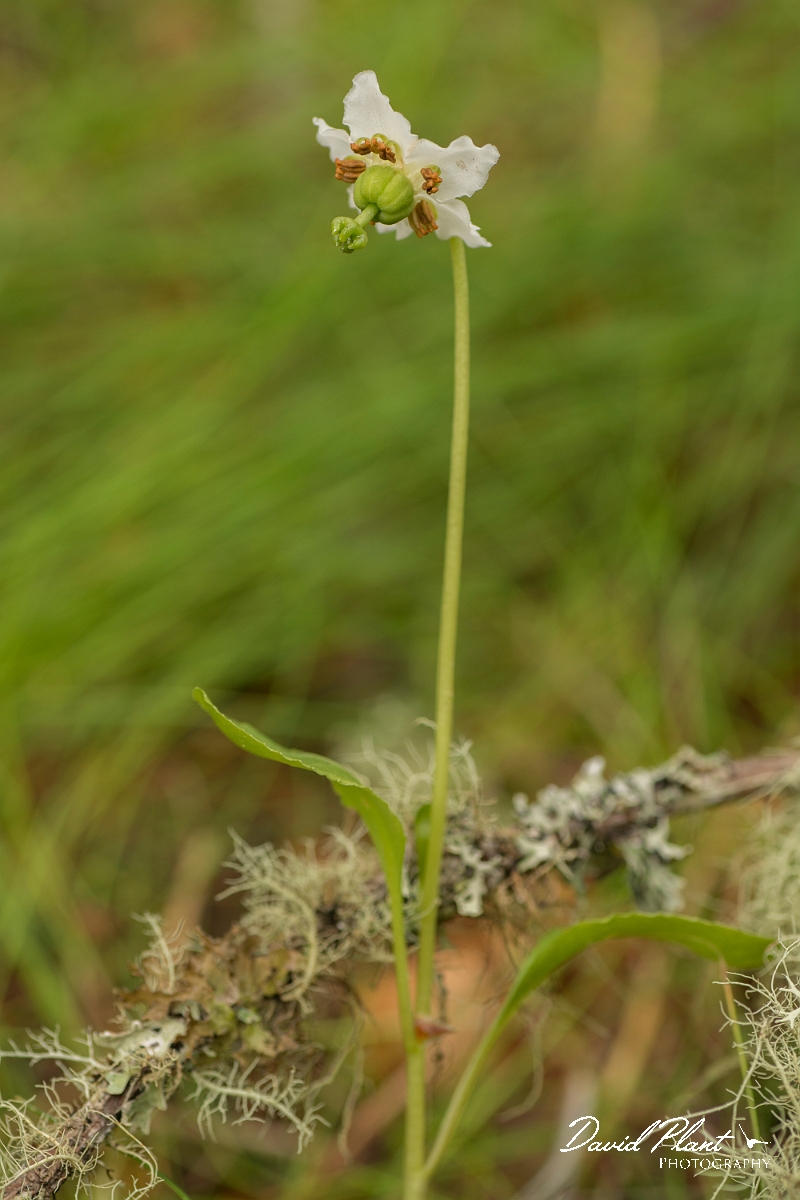 David Plant Photography - Wildlife Photography - One-flowered wintergreen - A.jpg - One-flowered wintergreen - Sutherland