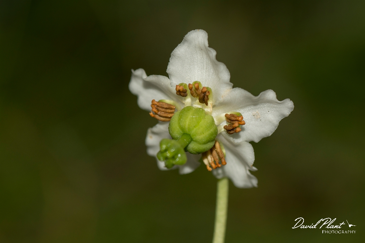 David Plant Photography - Wildlife Photography - One-flowered wintergreen - B.jpg - One-flowered wintergreen flower - Sutherland