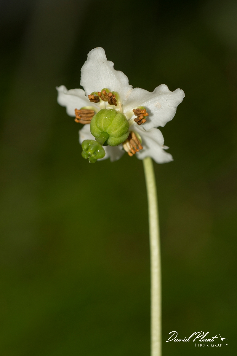 David Plant Photography - Wildlife Photography - One-flowered wintergreen - C.jpg - One-flowered wintergreen - Sutherland