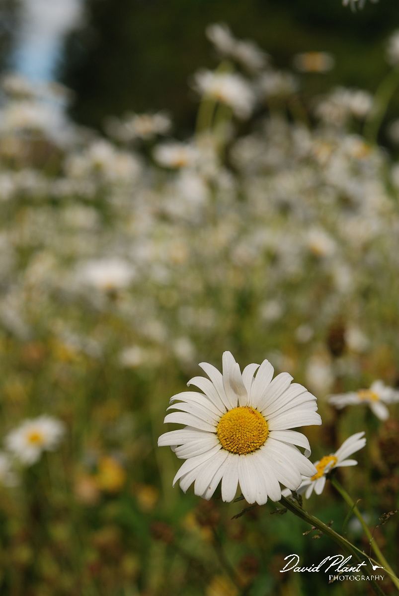 David Plant Photography - Wildlife Photography - Oxeye daisy - A.jpg - Oxeye daisy flower heads - Gloucestershire