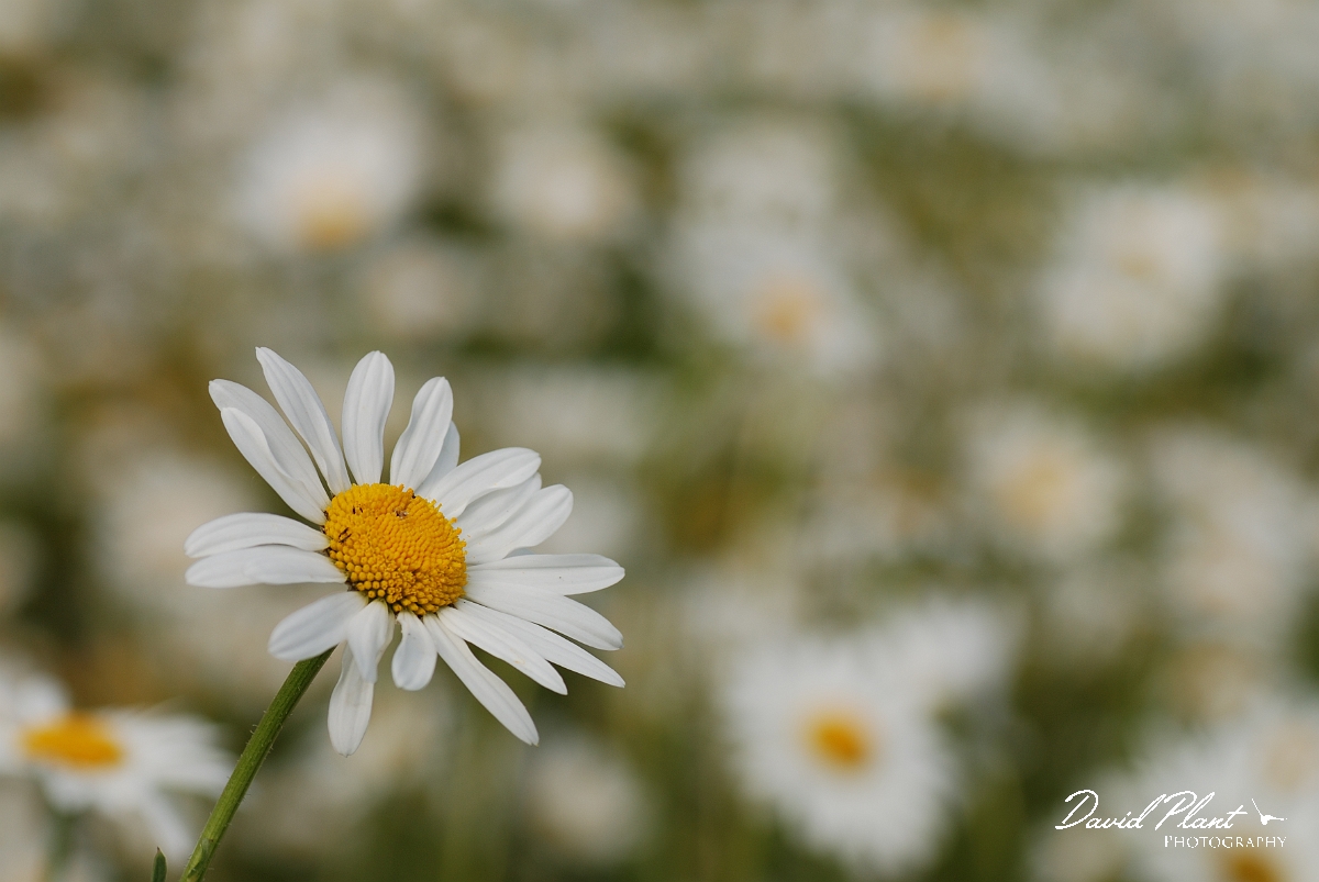 David Plant Photography - Wildlife Photography - Oxeye daisy - B.jpg - Oxeye daisy flower head - Gloucestershire