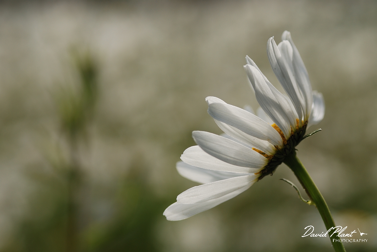 David Plant Photography - Wildlife Photography - Oxeye daisy - D.jpg - Oxeye daisy flower head - Gloucestershire