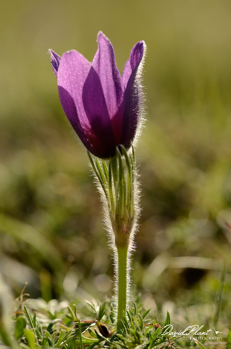David Plant Photography - Wildlife Photography - Pasque flower - I.jpg - Pasque flower - Hertfordshire