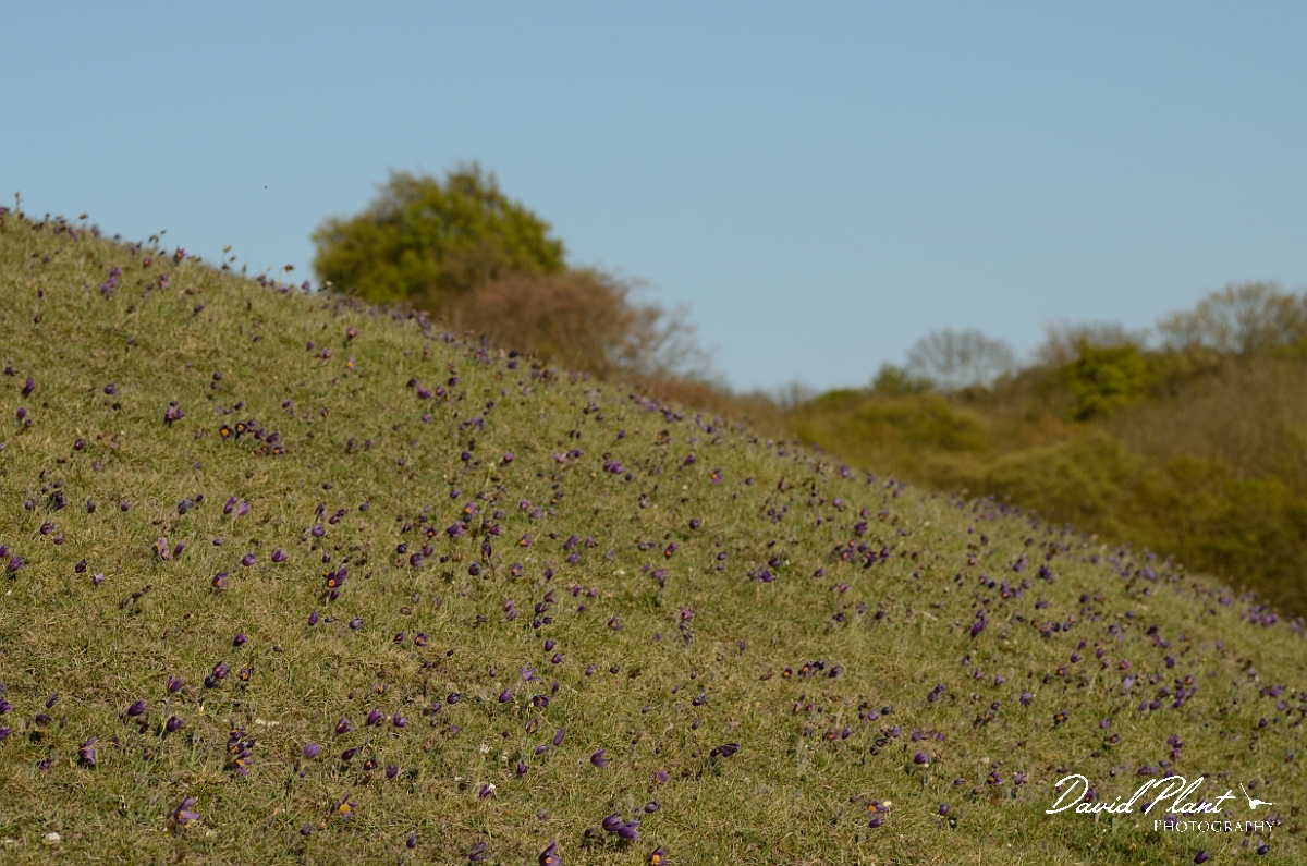David Plant Photography - Wildlife Photography - Pasque flower - J.jpg - Pasque flower covered hill - Hertfordshire
