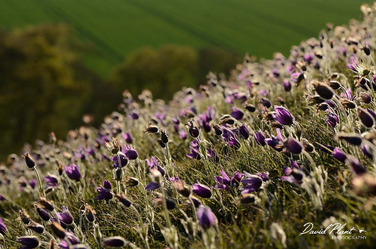 David Plant Photography - Wildlife Photography - Pasque flower - K.jpg - Pasque flowers with sunlight behind - Hertfordshire
