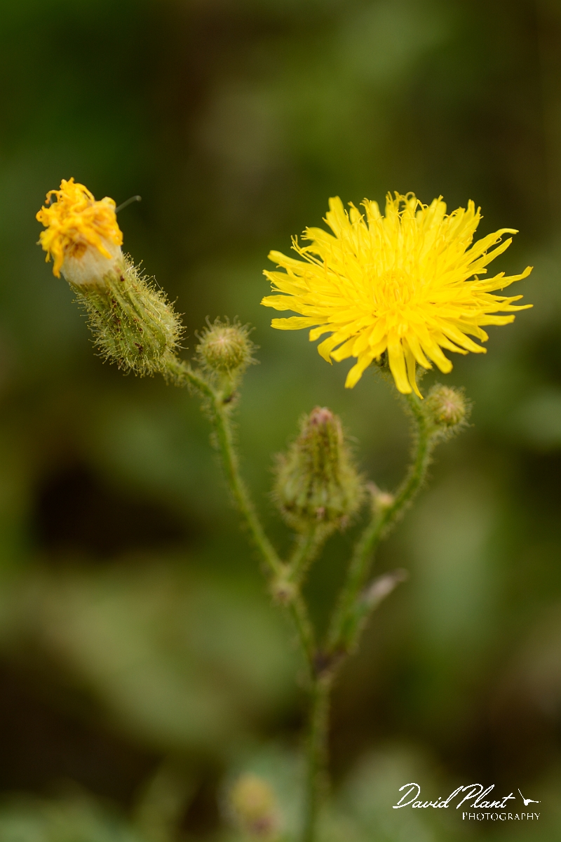 David Plant Photography - Wildlife Photography - Perennial sow-thistle - A.jpg - Perennial sow-thislte - Bedfordshire