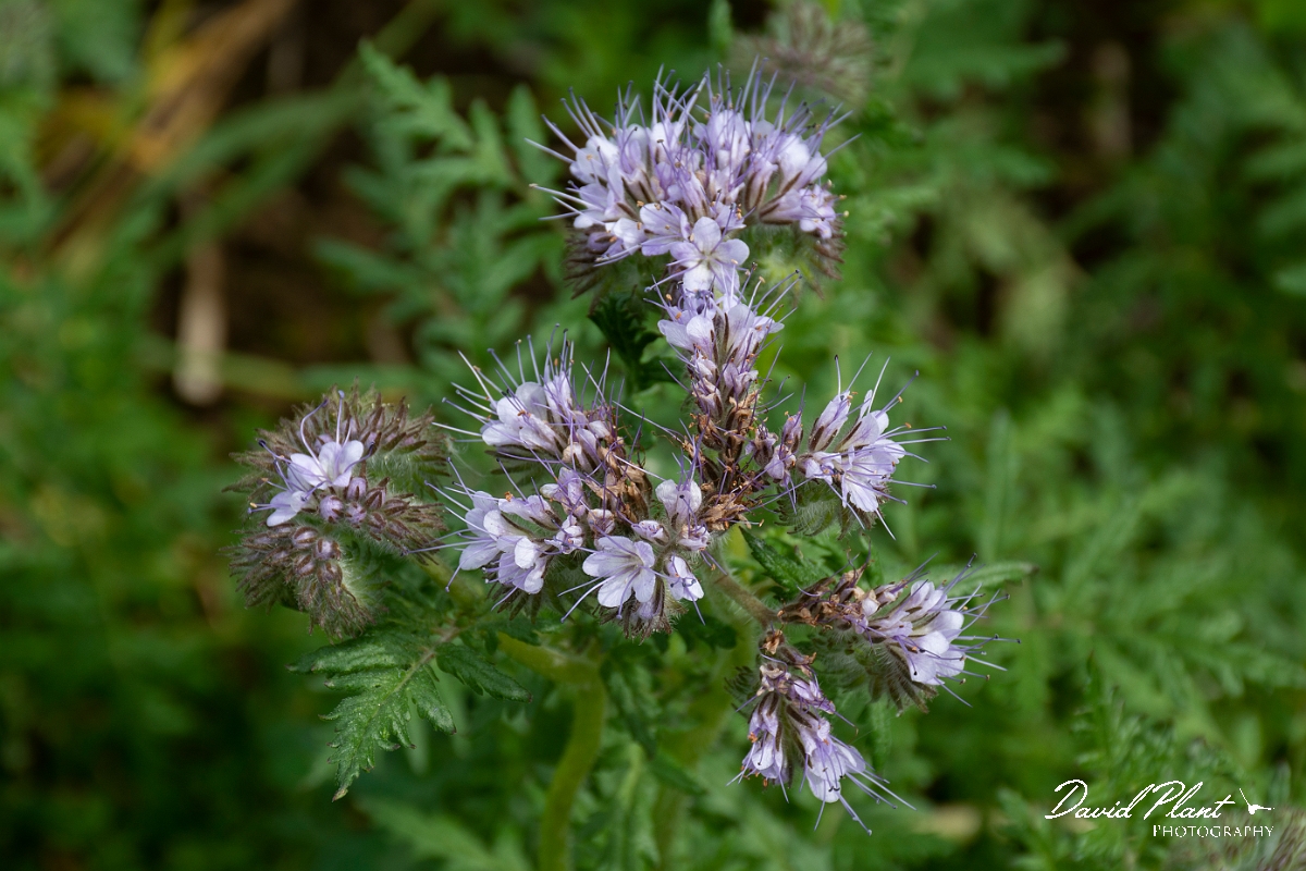 David Plant Photography - Wildlife Photography - Phacelia - A.jpg - Phacelia - Leicestershire