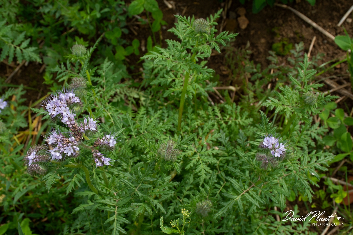 David Plant Photography - Wildlife Photography - Phacelia - B.jpg - Phacelia - Leicestershire