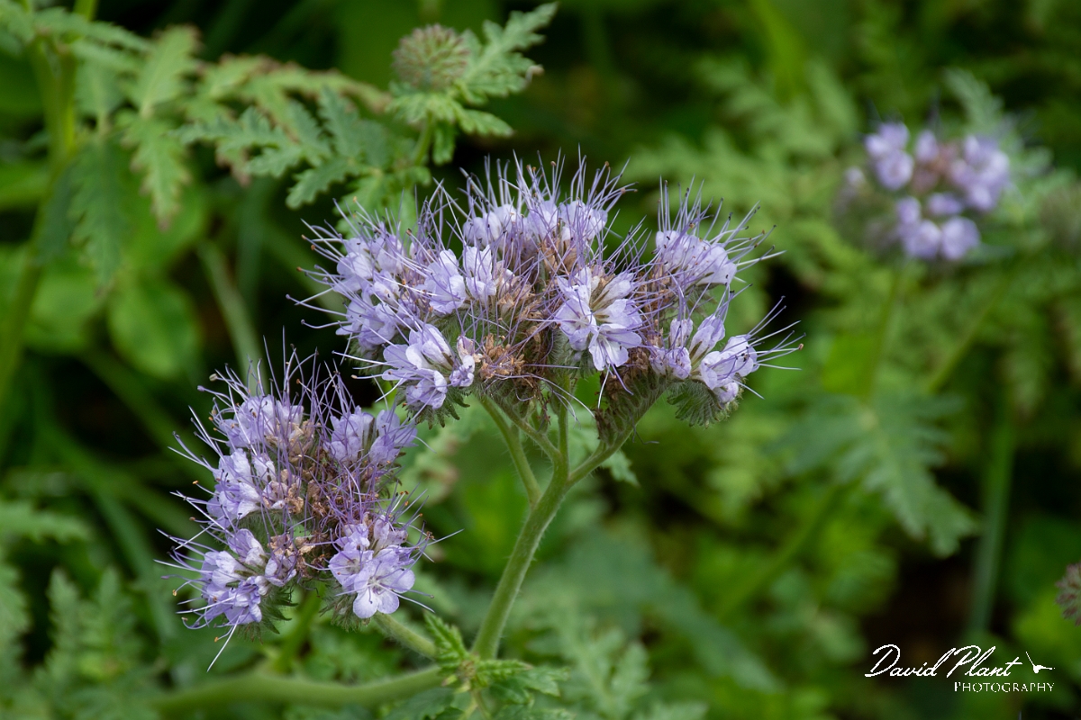 David Plant Photography - Wildlife Photography - Phacelia - C.jpg - Phacelia - Leicestershire