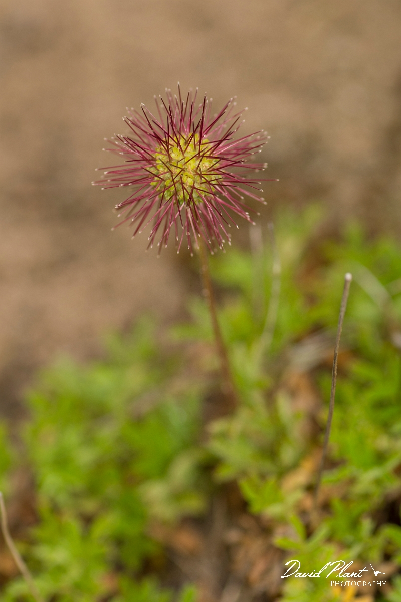 David Plant Photography - Wildlife Photography - Piripiri bur - A.jpg - Piripiri bur - Northumberland