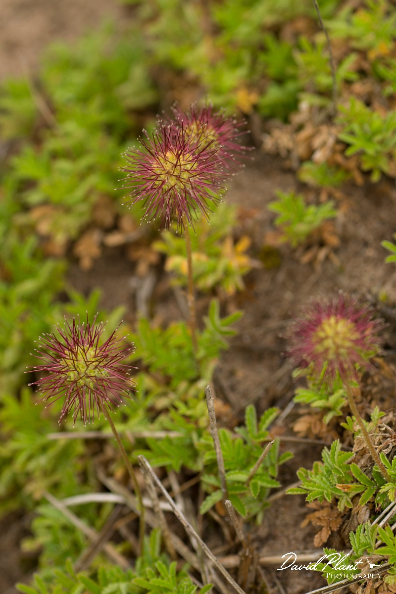 David Plant Photography - Wildlife Photography - Piripiri bur - B.jpg - Piripiri bur - Northumberland
