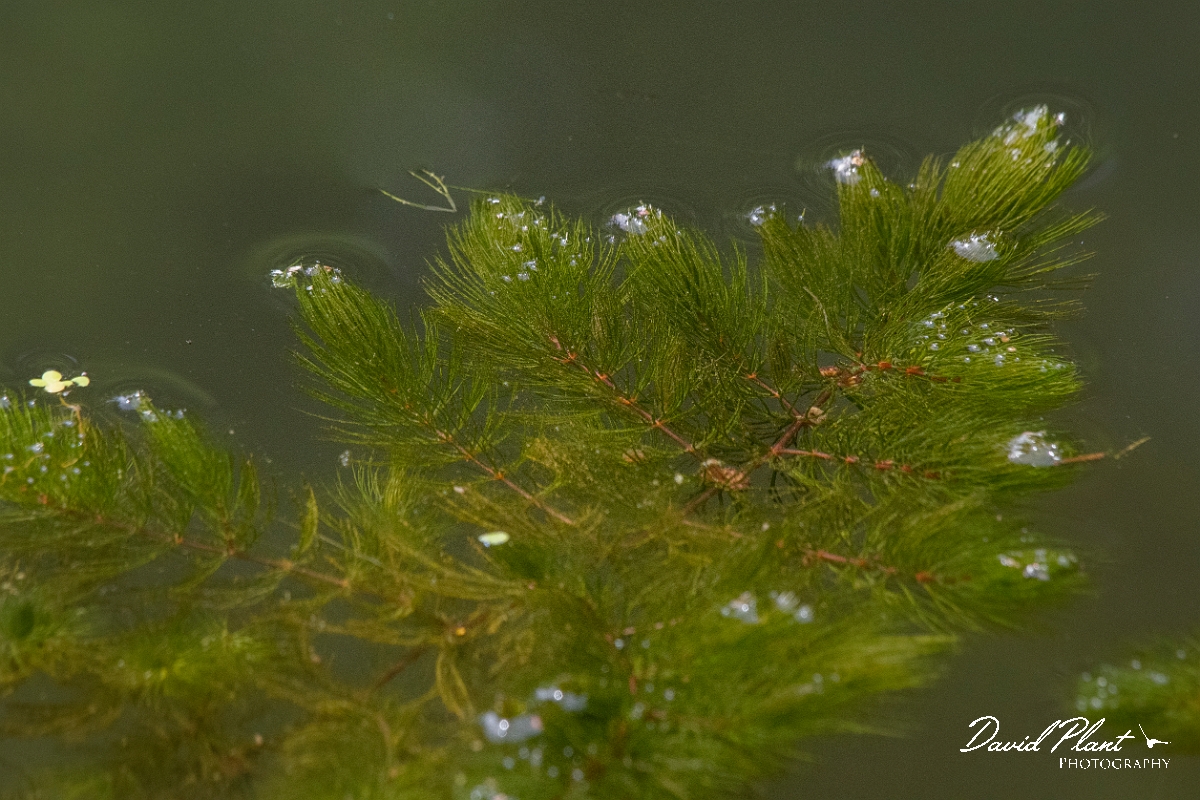 David Plant Photography - Wildlife Photography - Rigid hornwort - A.JPG - Soft hornwort - Cambridgeshire