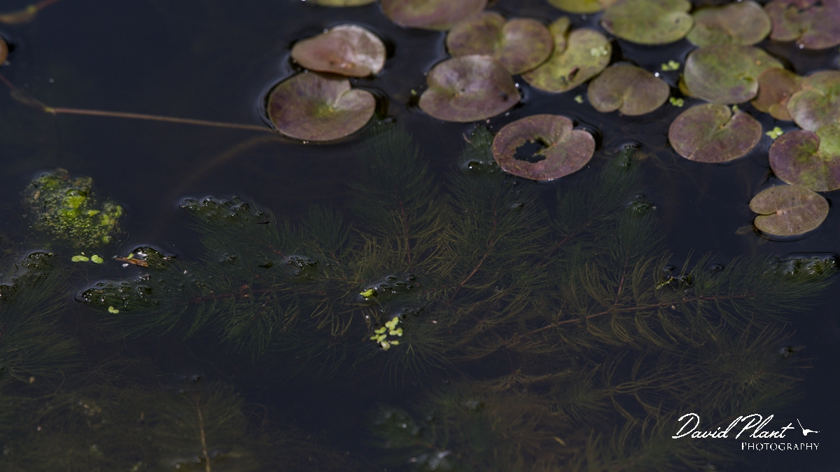 David Plant Photography - Wildlife Photography - Rigid hornwort - B.JPG - Soft hornwort - Cambridgeshire