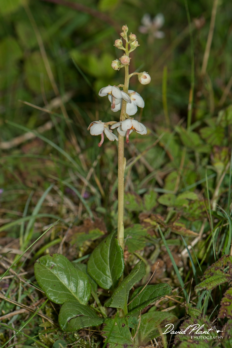 David Plant Photography - Wildlife Photography - Round-leaved wintergreen - A.jpg - Round-leaved wintergreen - Anglesey