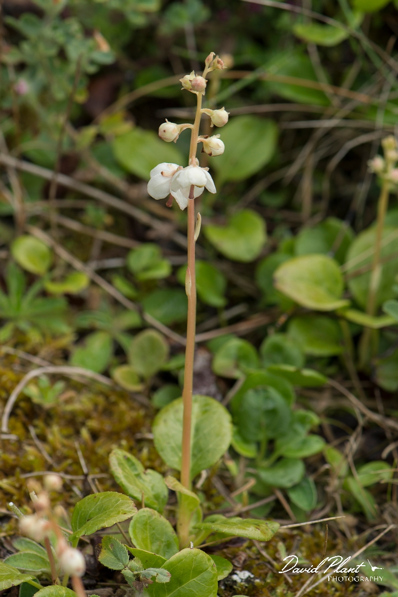 David Plant Photography - Wildlife Photography - Round-leaved wintergreen - B.jpg - Round-leaved wintergreen - Anglesey